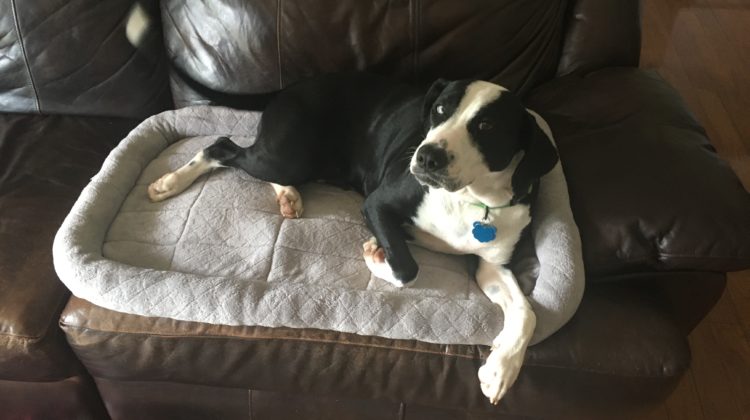 Lucy on dog bed